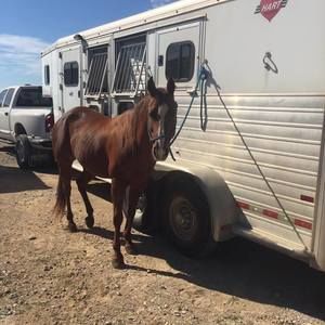 Meet your Posher, Robin